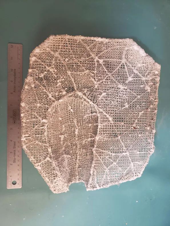 Low-carbon steel wireframe directing mineral growth geometry